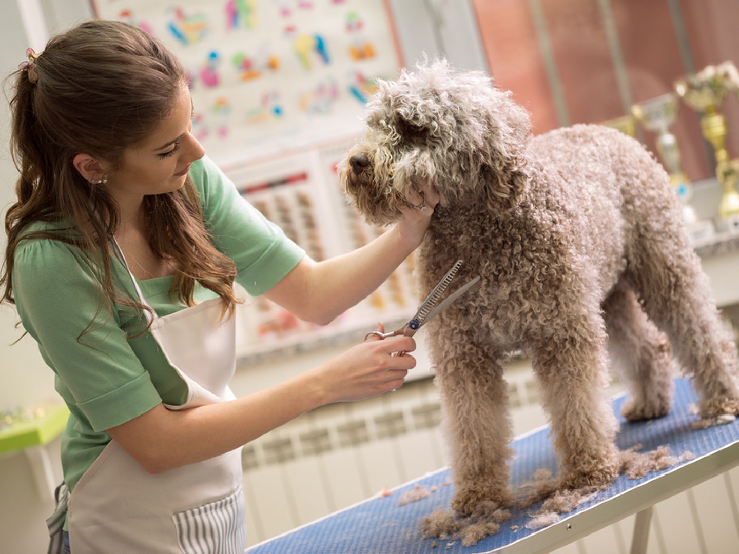 Pet groomer working with a dog