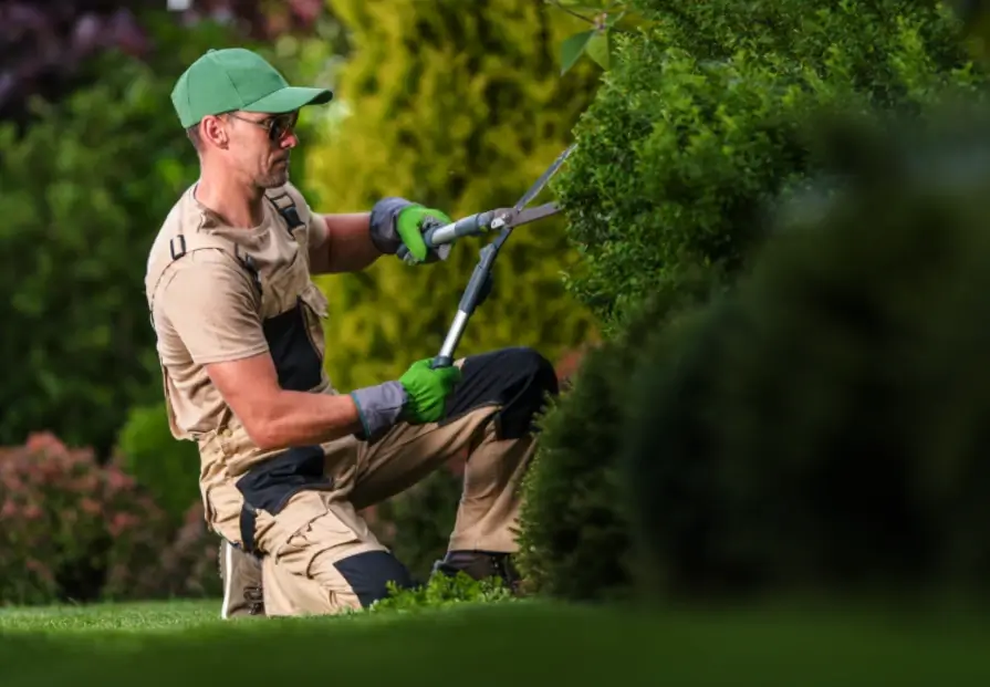 Landscaping professional trimming shrubs